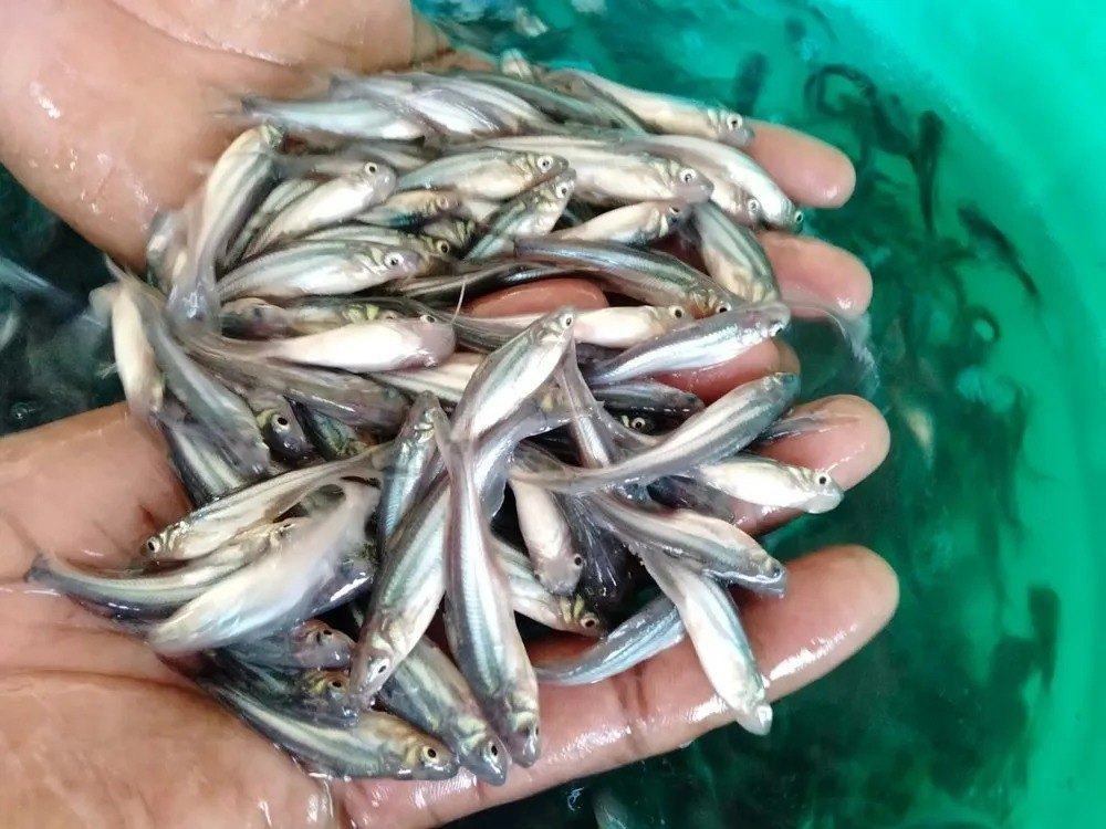 fishseed