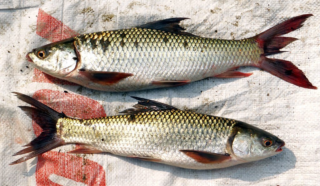 fishstock