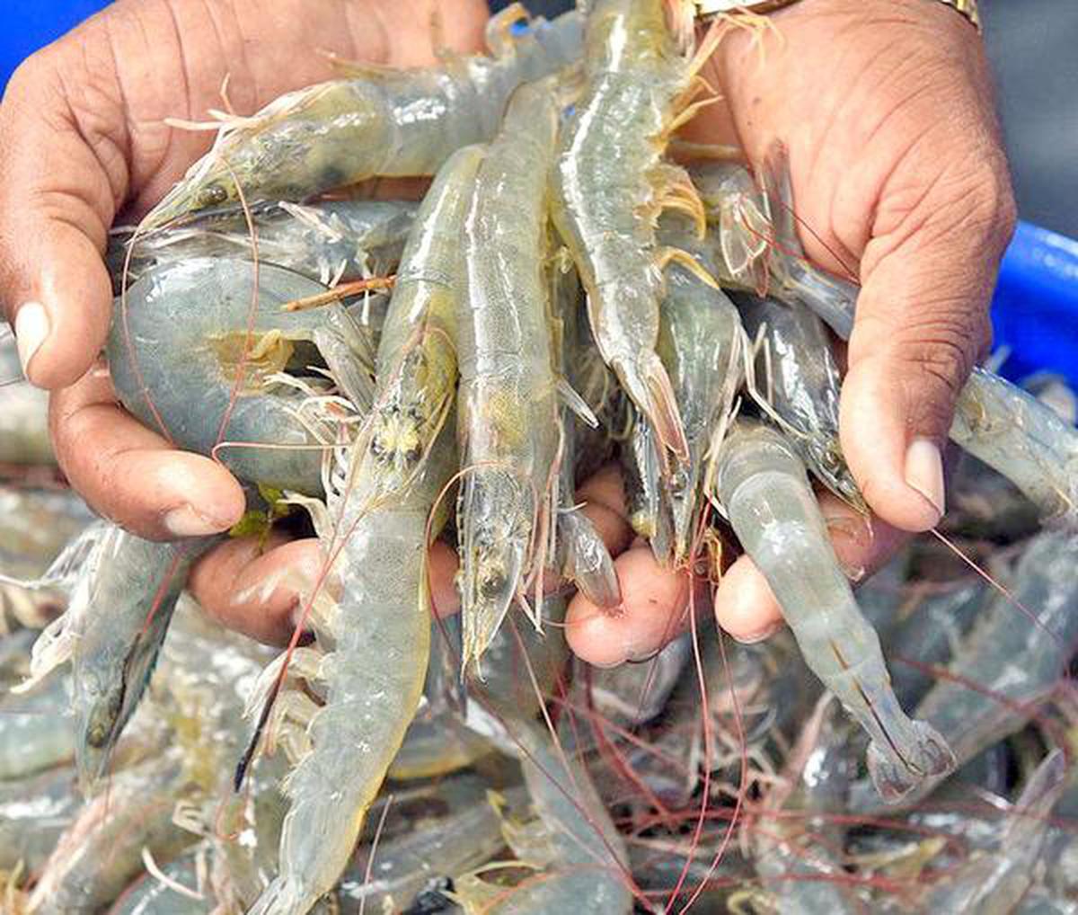 fresh-shrimp-stock