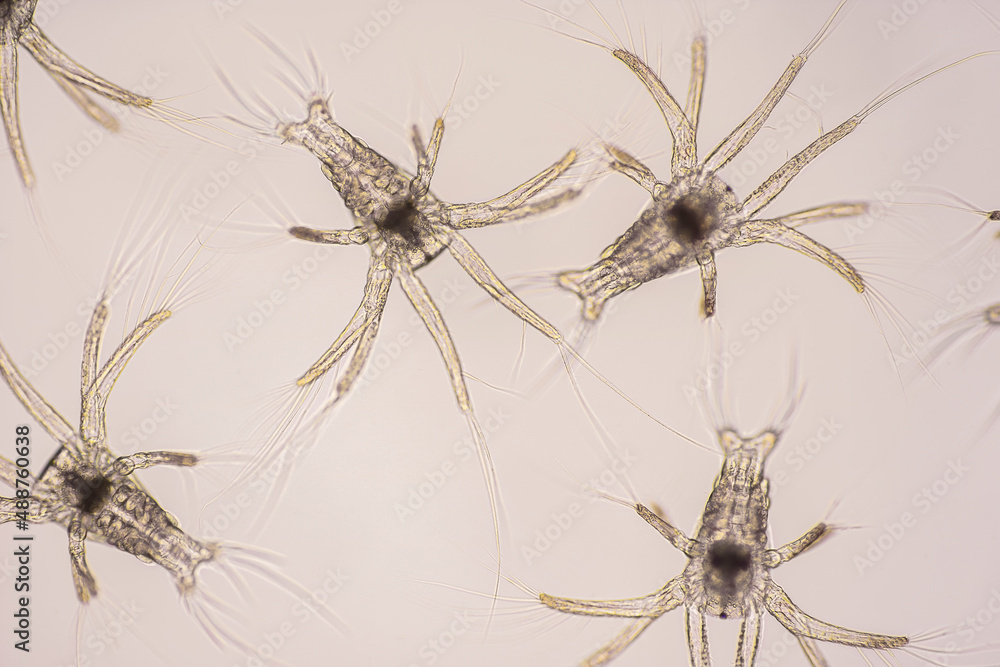 nauplii